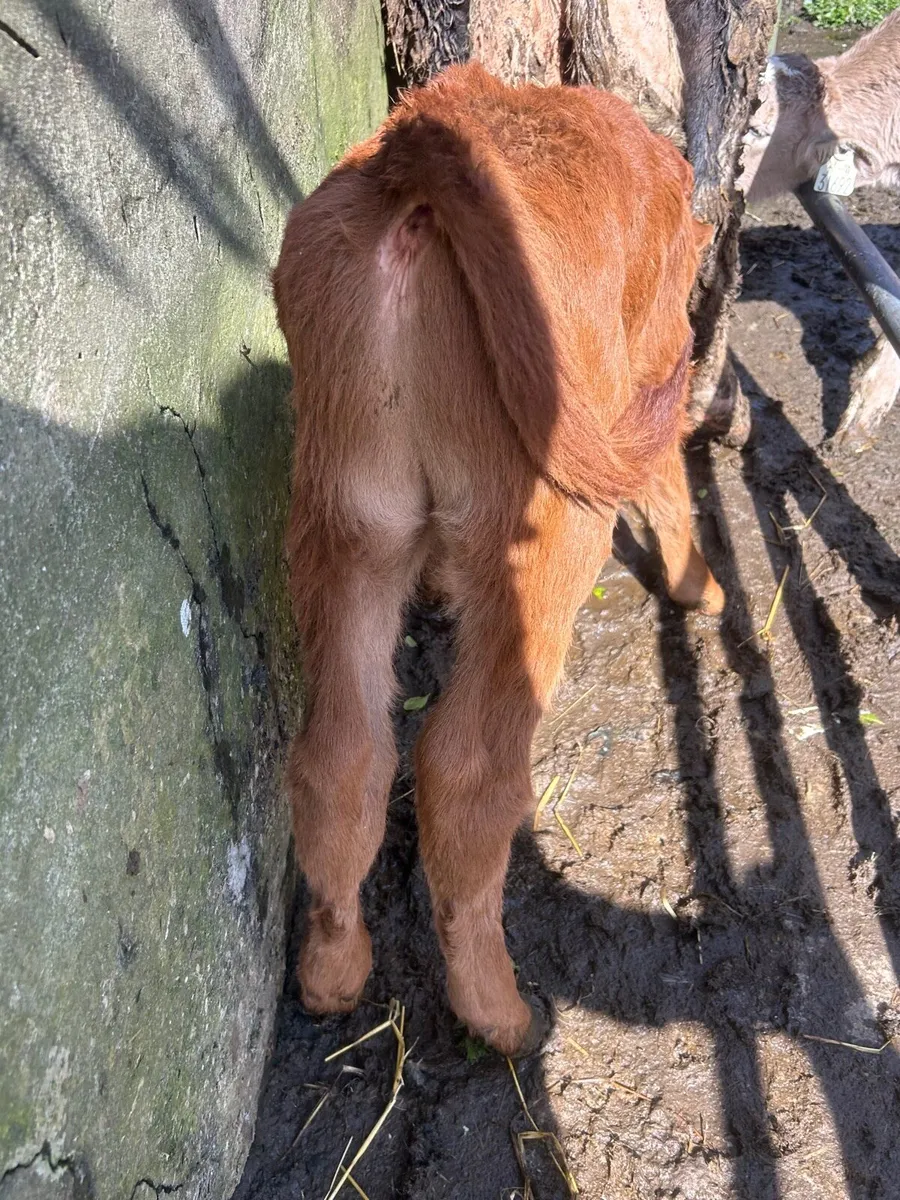 Charlaois And Limosin bull Calf - Image 3
