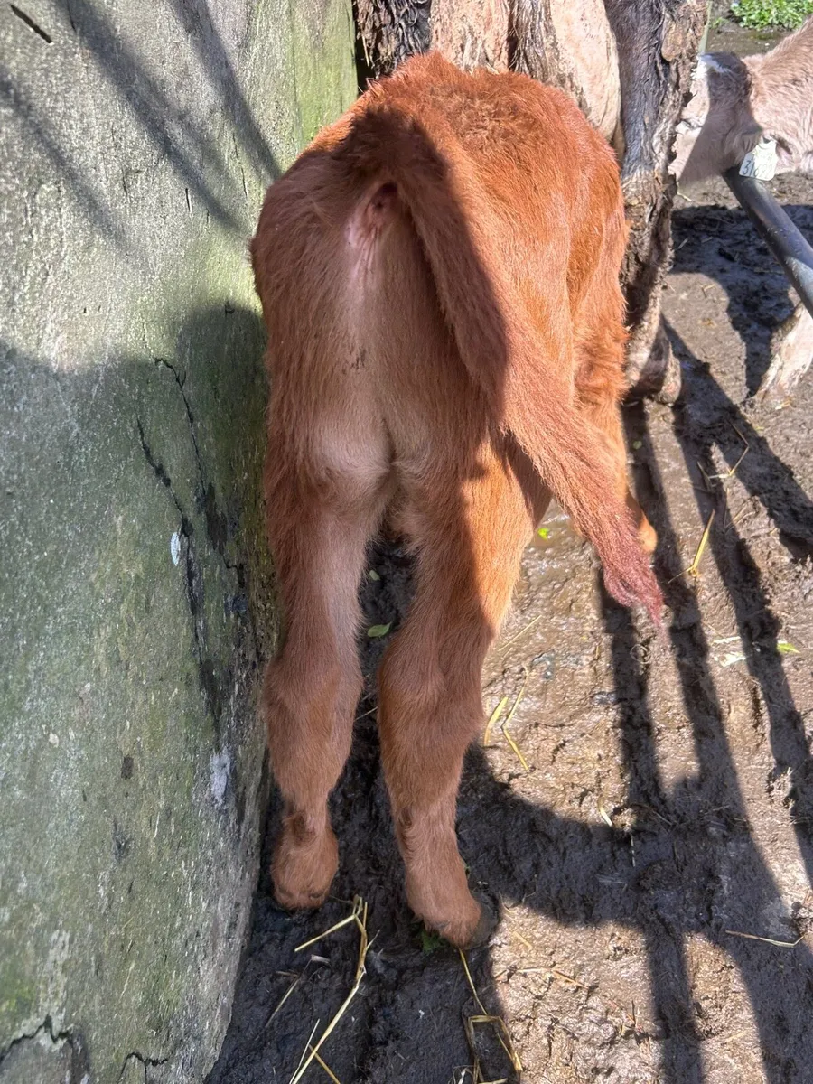 Charlaois And Limosin bull Calf - Image 4