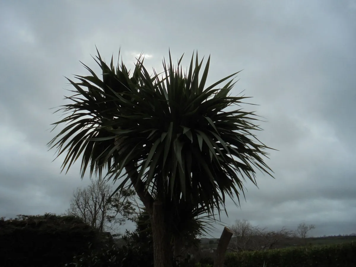 Palm tree - Image 2