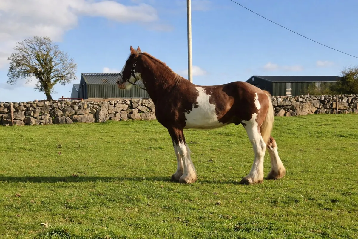 Registered Clydesdale Stallion for Stud - Image 1