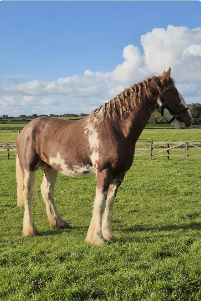 Registered Clydesdale Stallion for Stud - Image 2