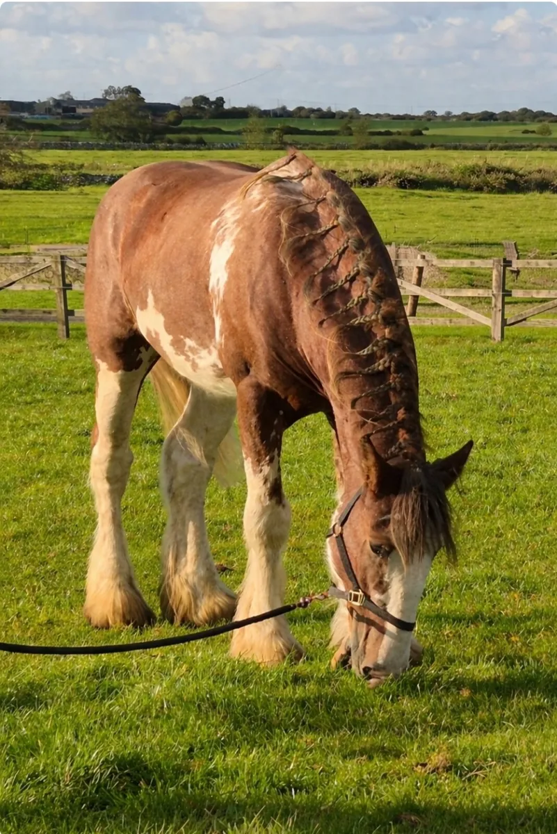 Registered Clydesdale Stallion for Stud - Image 3