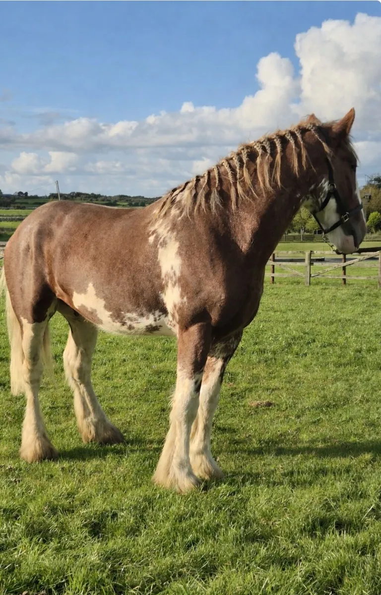Registered Clydesdale Stallion for Stud - Image 4