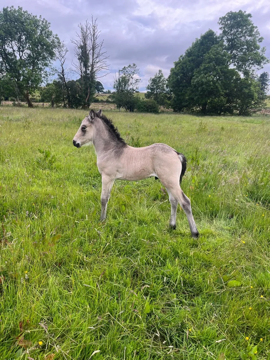 Dun colt foal - Image 3