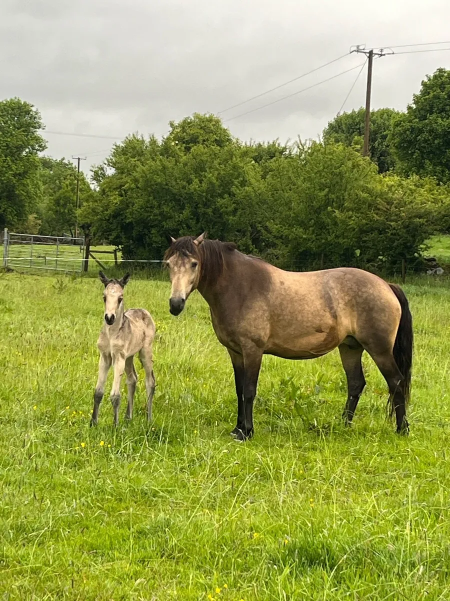 Dun colt foal - Image 4