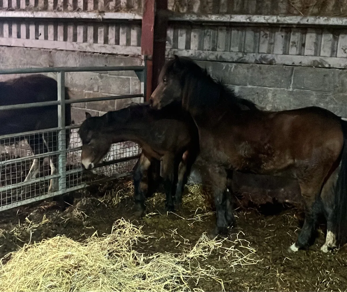 Two 1 Year Old Fillys - Image 1