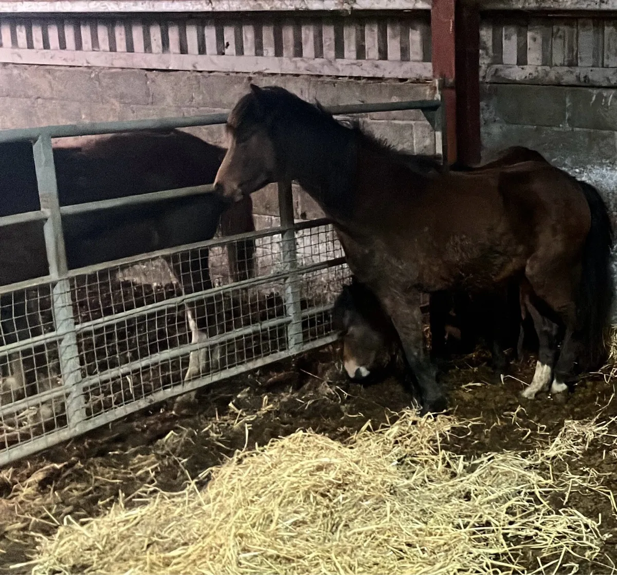 Two 1 Year Old Fillys - Image 2