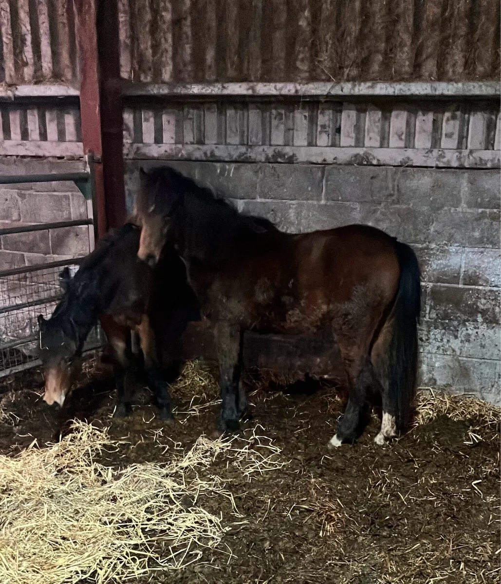 Two 1 Year Old Fillys - Image 3