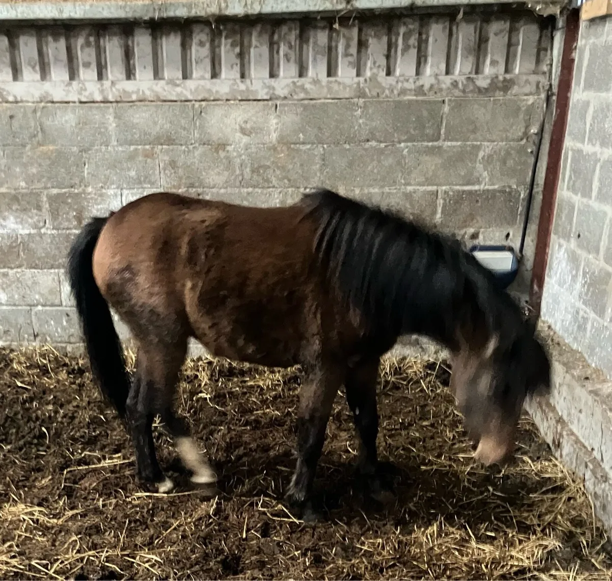 Two 1 Year Old Fillys - Image 4