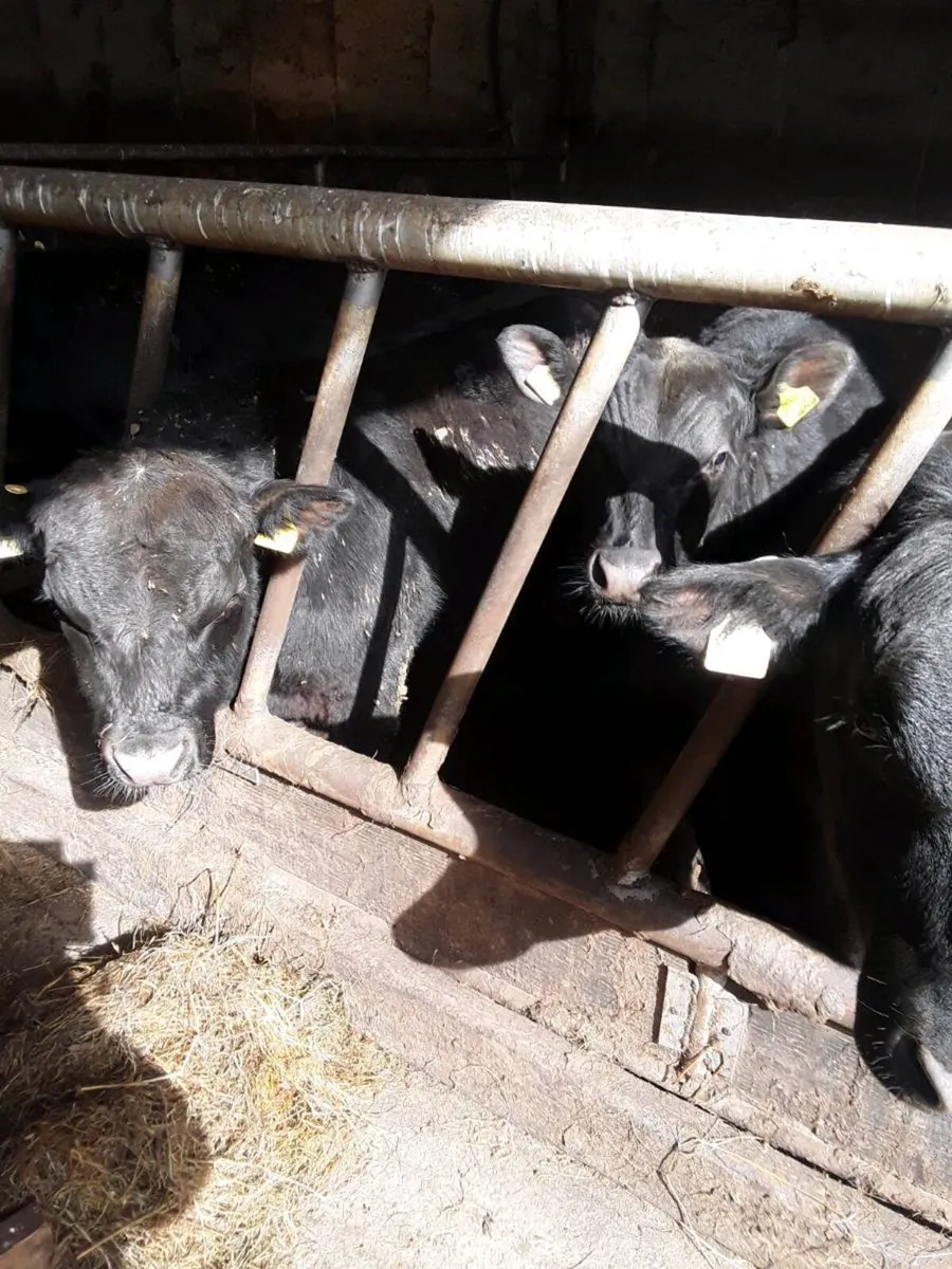 Pedigree Angus bulls - Image 4