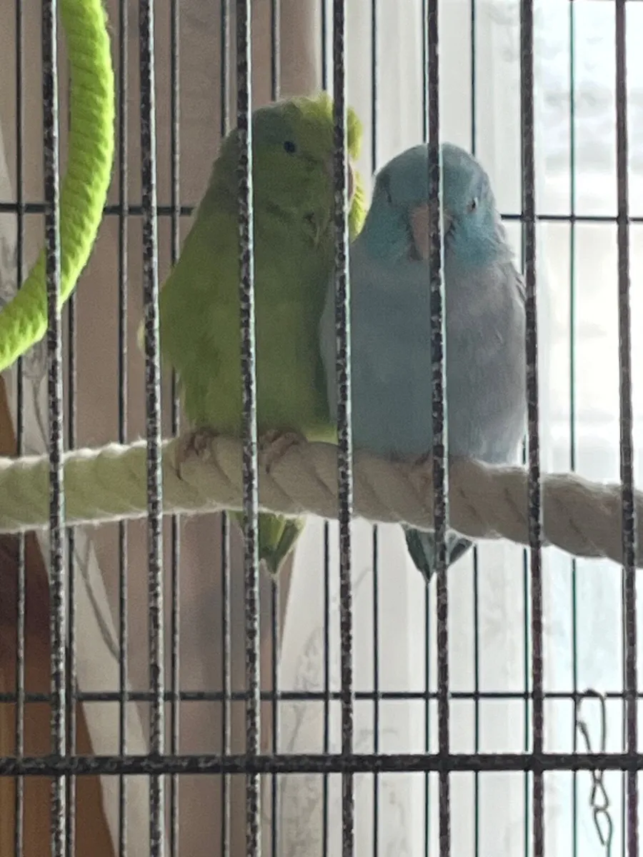 Bonded pair of parrotlets