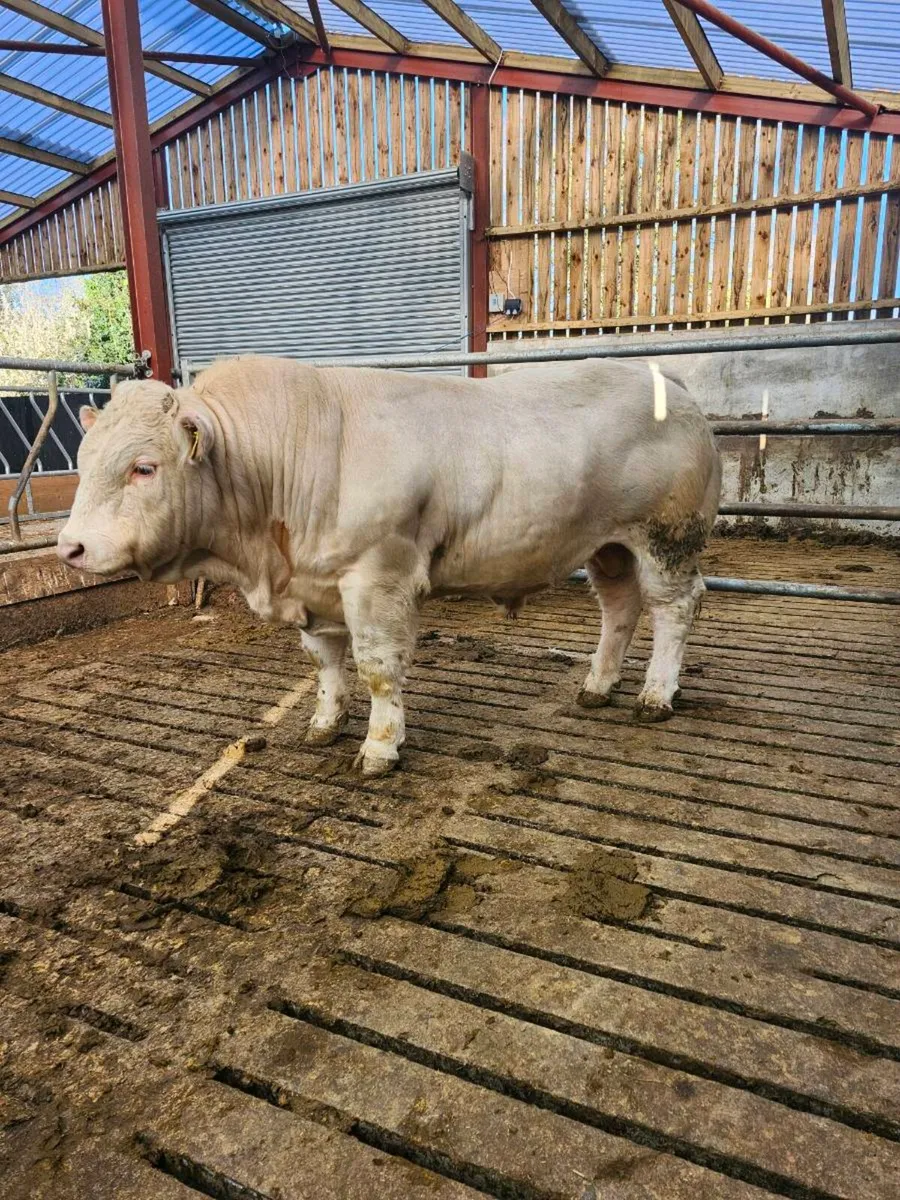 PBR Charolais Bull - Image 1