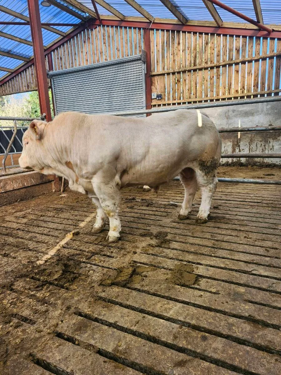 PBR Charolais Bull - Image 2