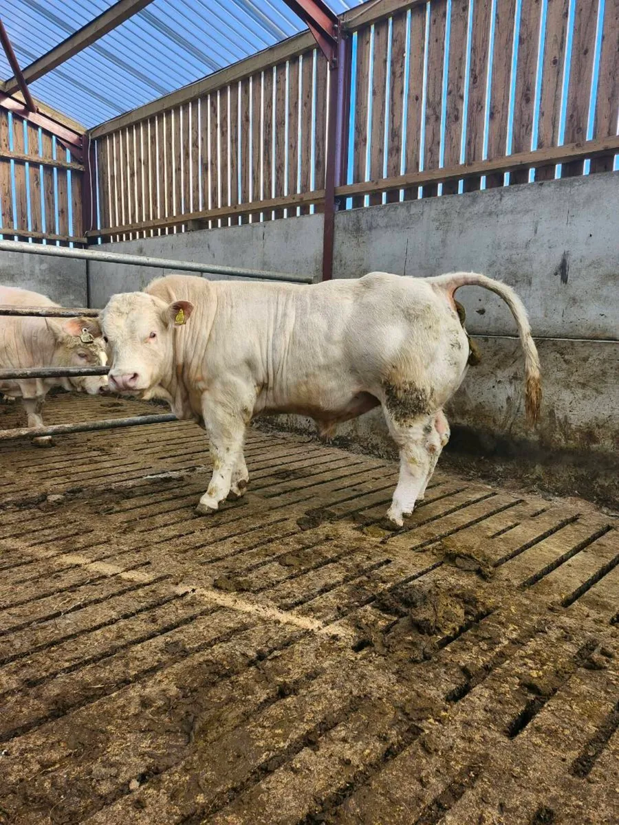PBR Charolais Bull - Image 3