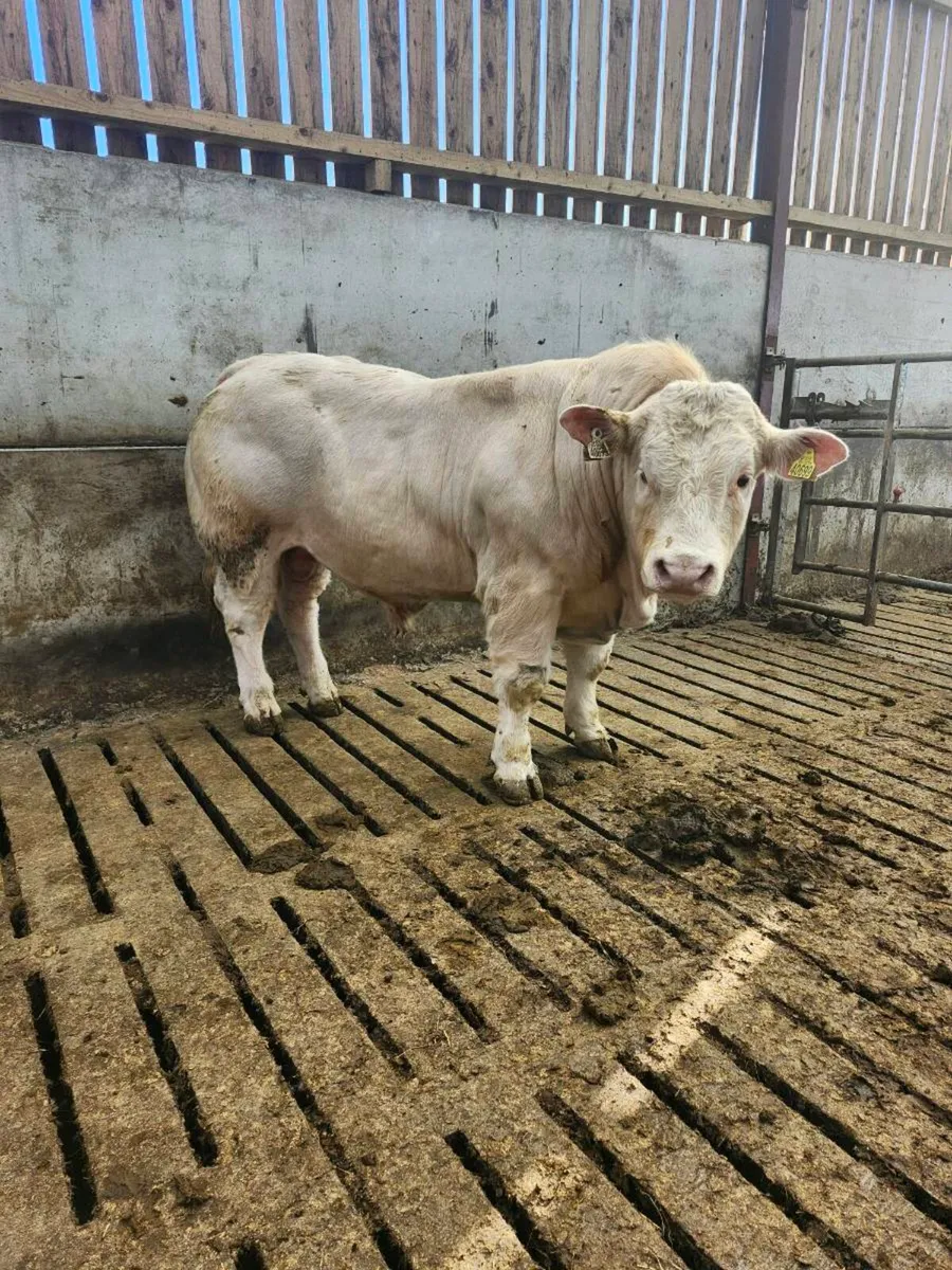 PBR Charolais Bull - Image 4