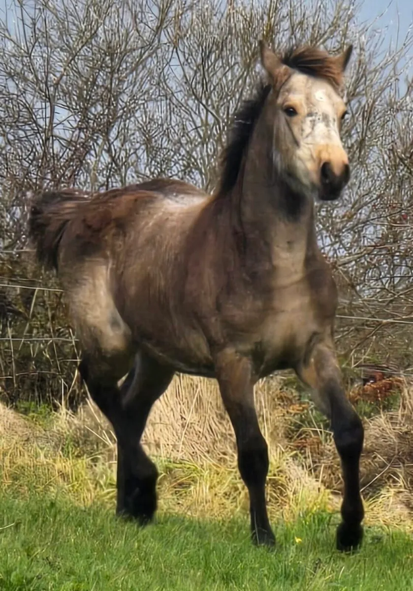 Dun colt foal - Image 2