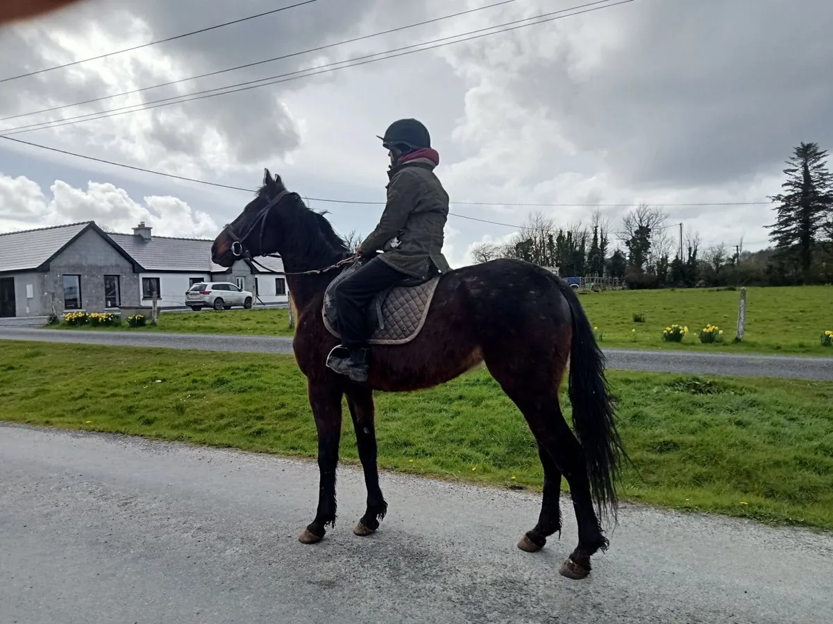 TB gelding - Image 1