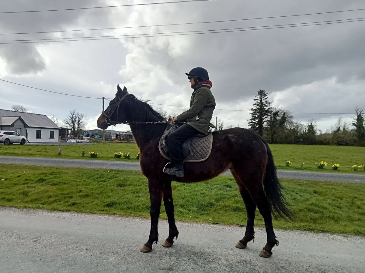 TB gelding - Image 2