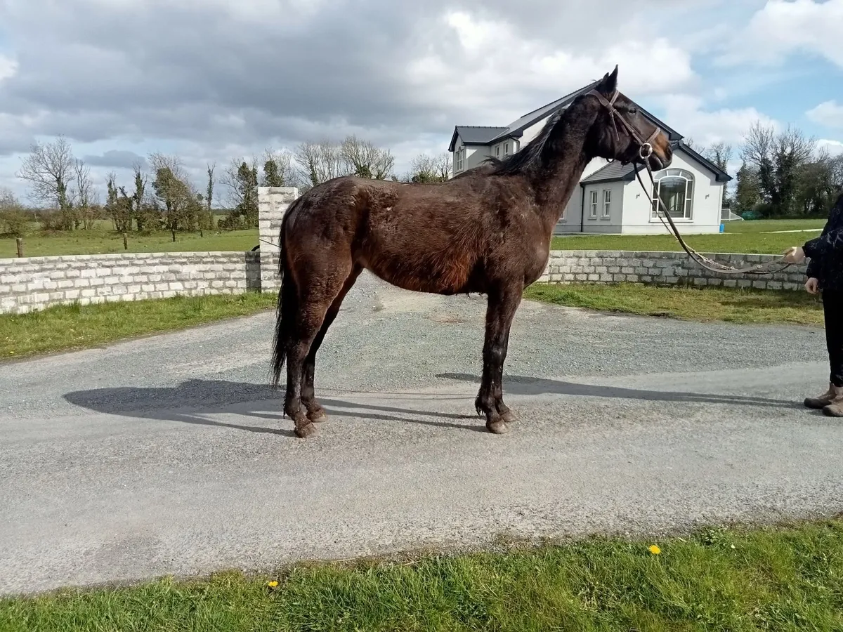 TB gelding - Image 3