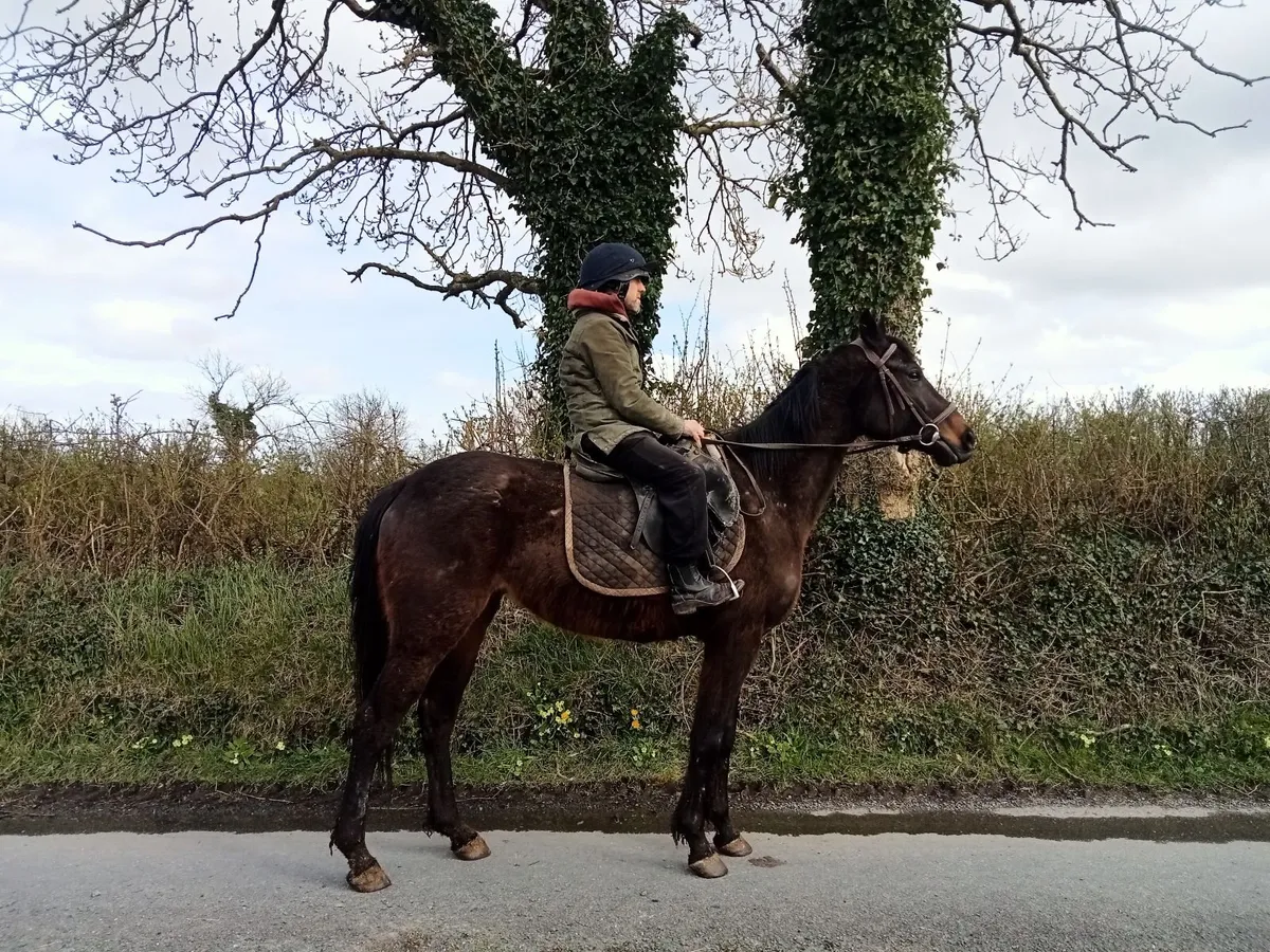 TB gelding - Image 4