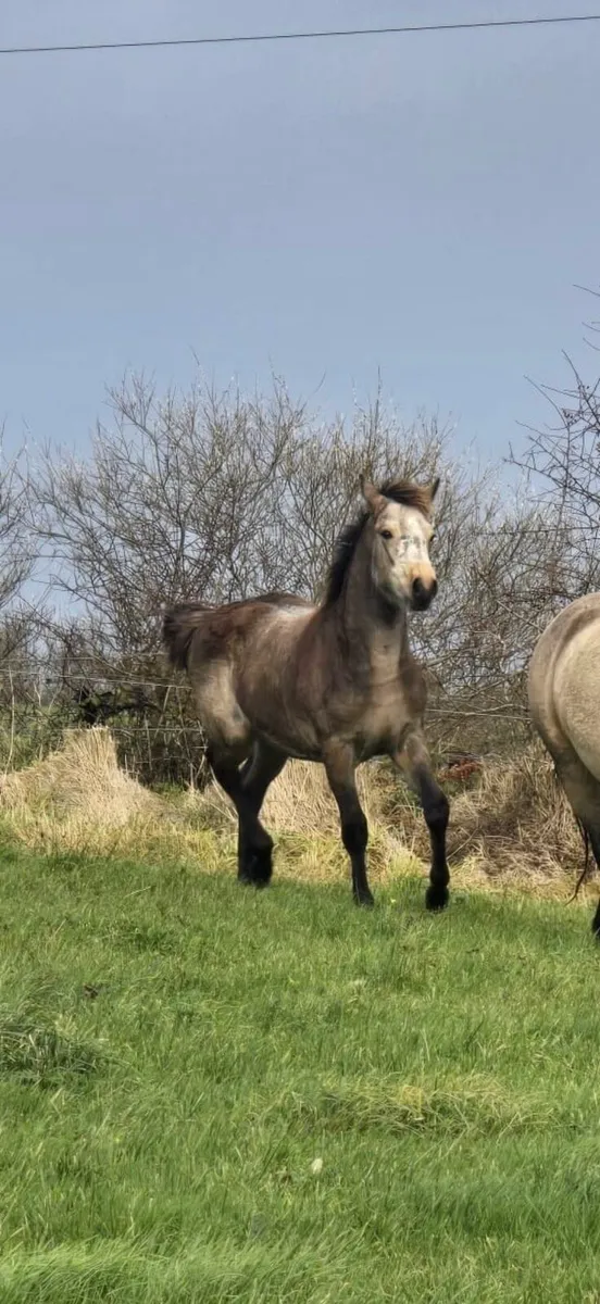 Dun colt foal - Image 1