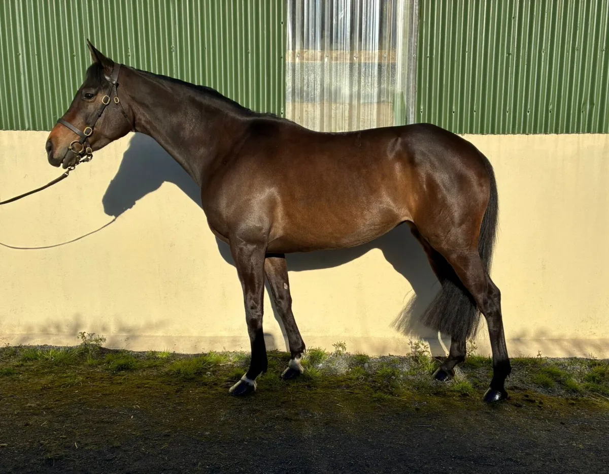 Eye catching mare - Image 1