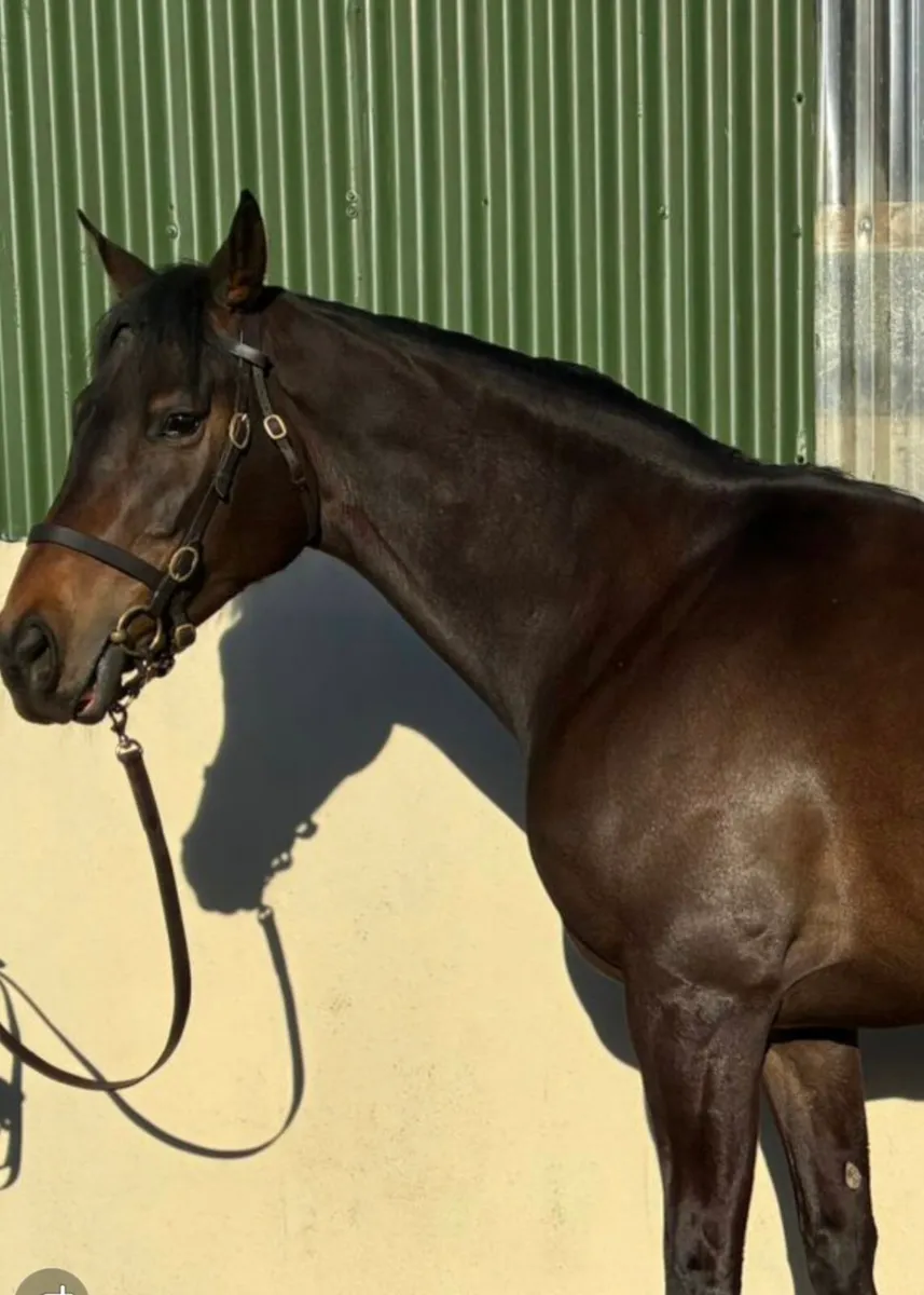 Eye catching mare - Image 2