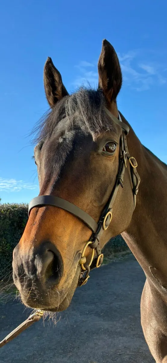 Eye catching mare - Image 3