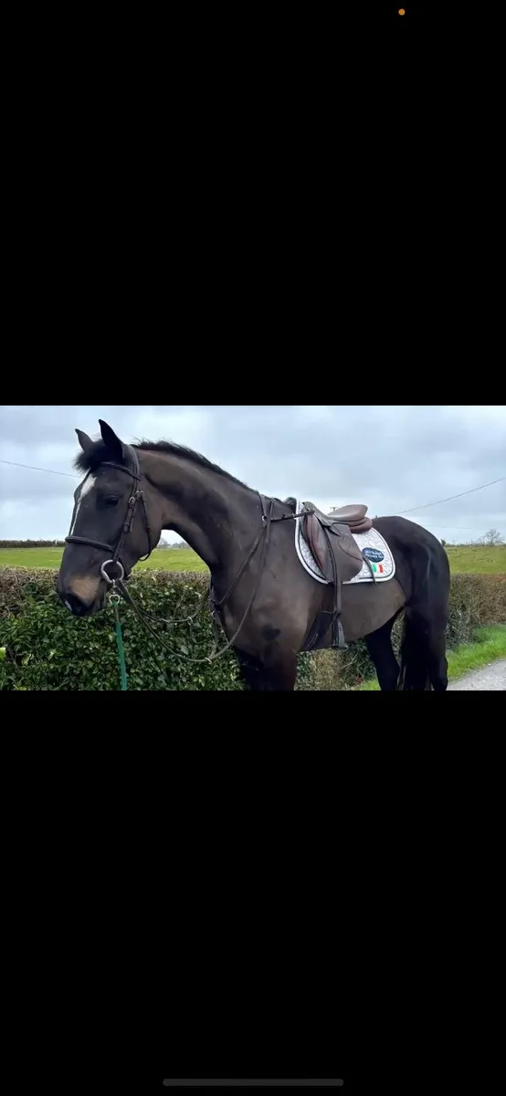 4 YO Mare By Sligo Candy Boy- Cavan Sales- Lot 90- - Image 1