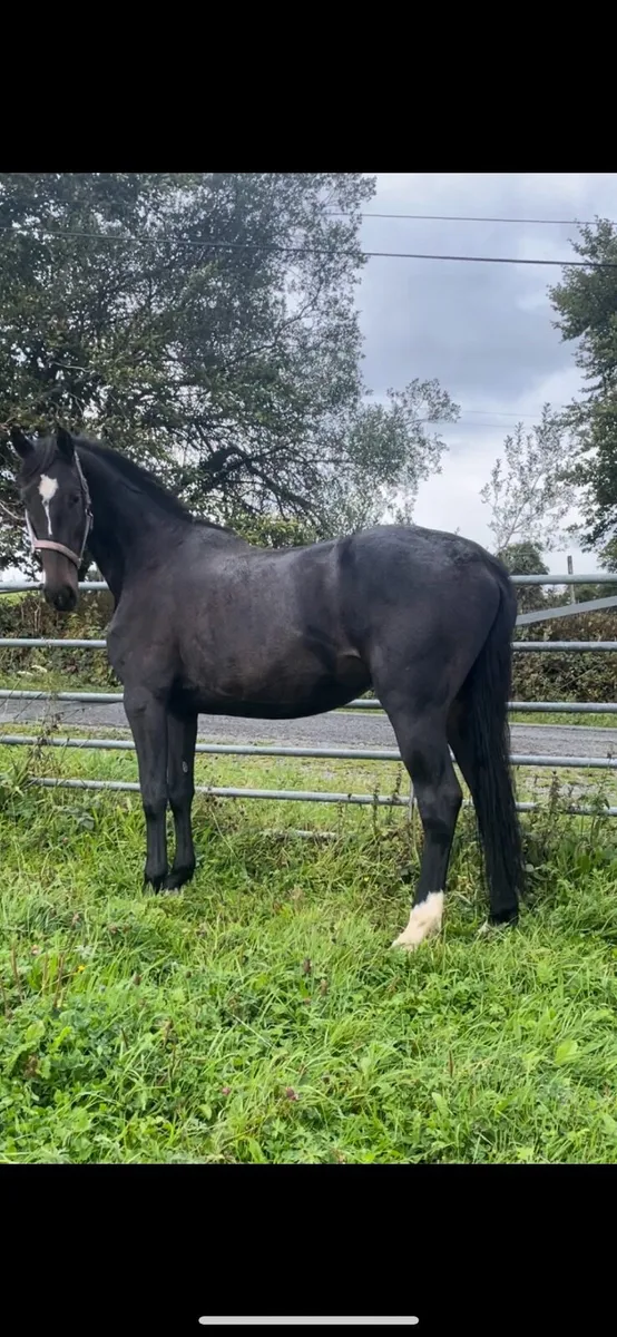 4 YO Mare By Sligo Candy Boy- Cavan Sales- Lot 90- - Image 3