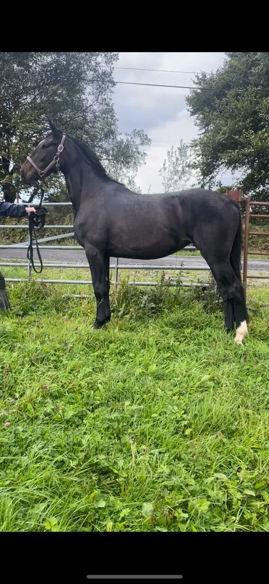 4 YO Mare By Sligo Candy Boy- Cavan Sales- Lot 90- - Image 4