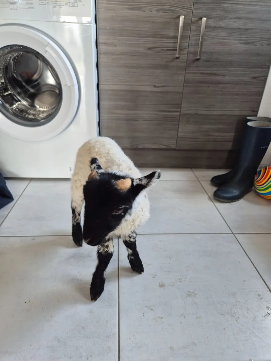 Pet Lamb - Image 2