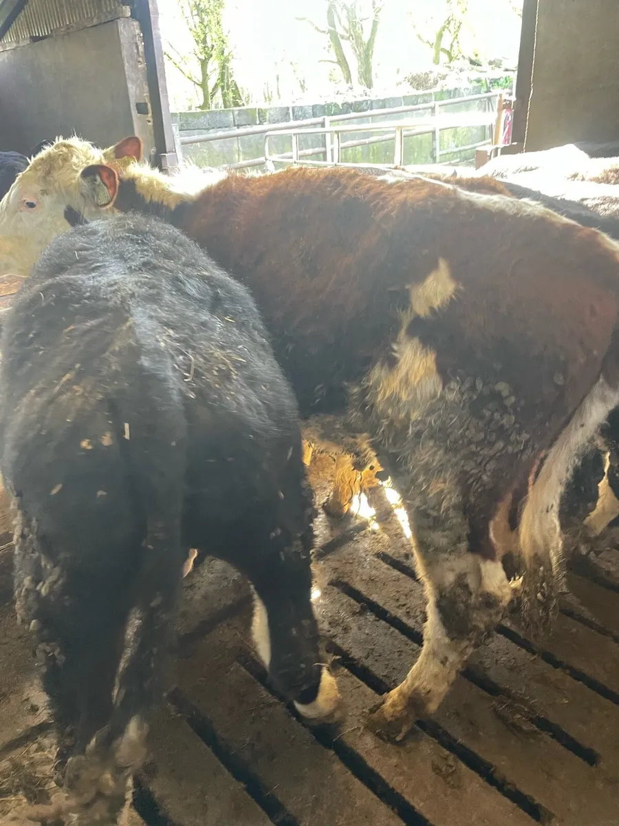 Store bullocks - Image 2