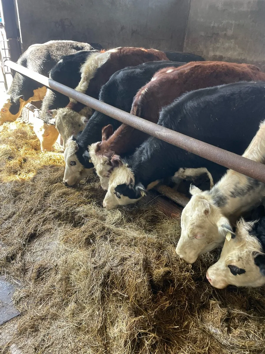 Store bullocks - Image 1