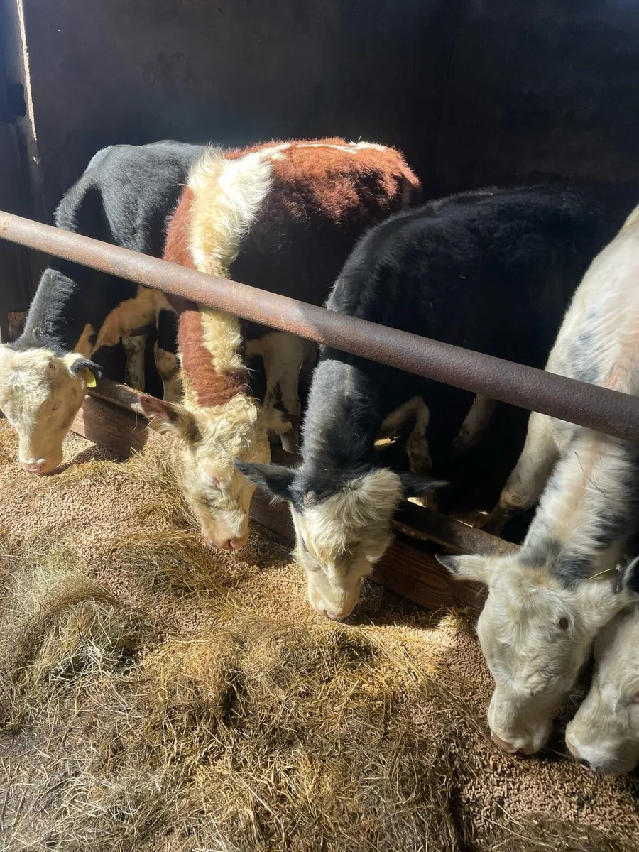 Store bullocks - Image 3