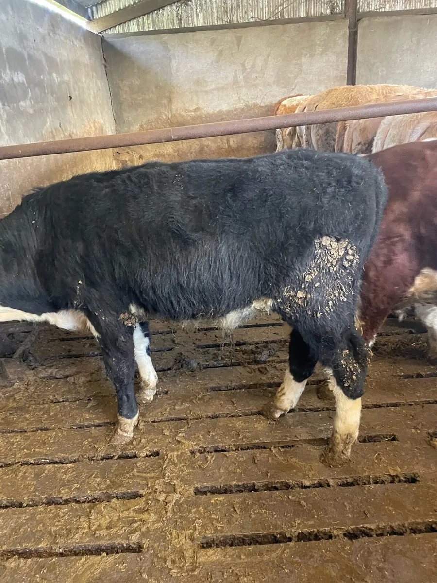 Store bullocks - Image 4