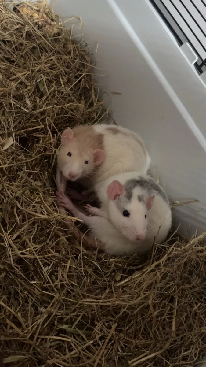 Pet rats