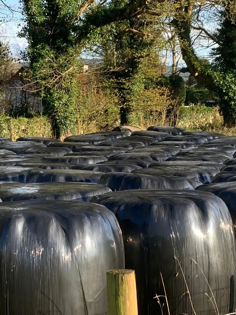 Organic haylage for sale - Image 4