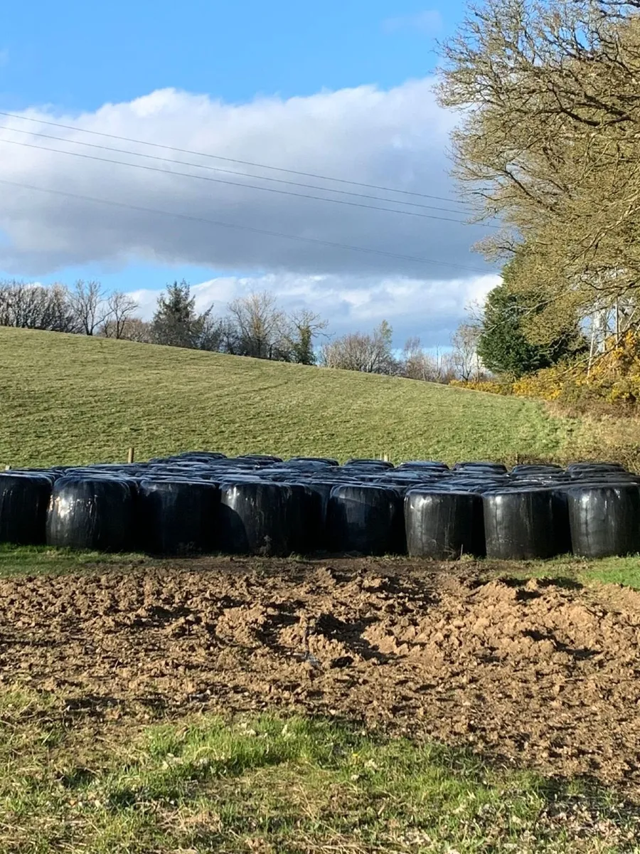 Organic haylage for sale - Image 3