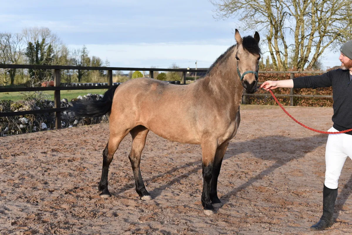 Dun Connemara Mare - Image 1