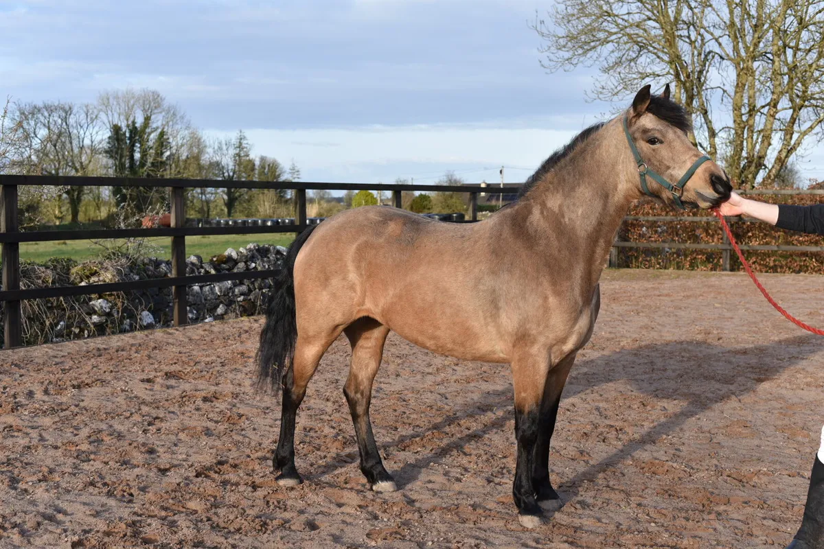 Dun Connemara Mare - Image 2