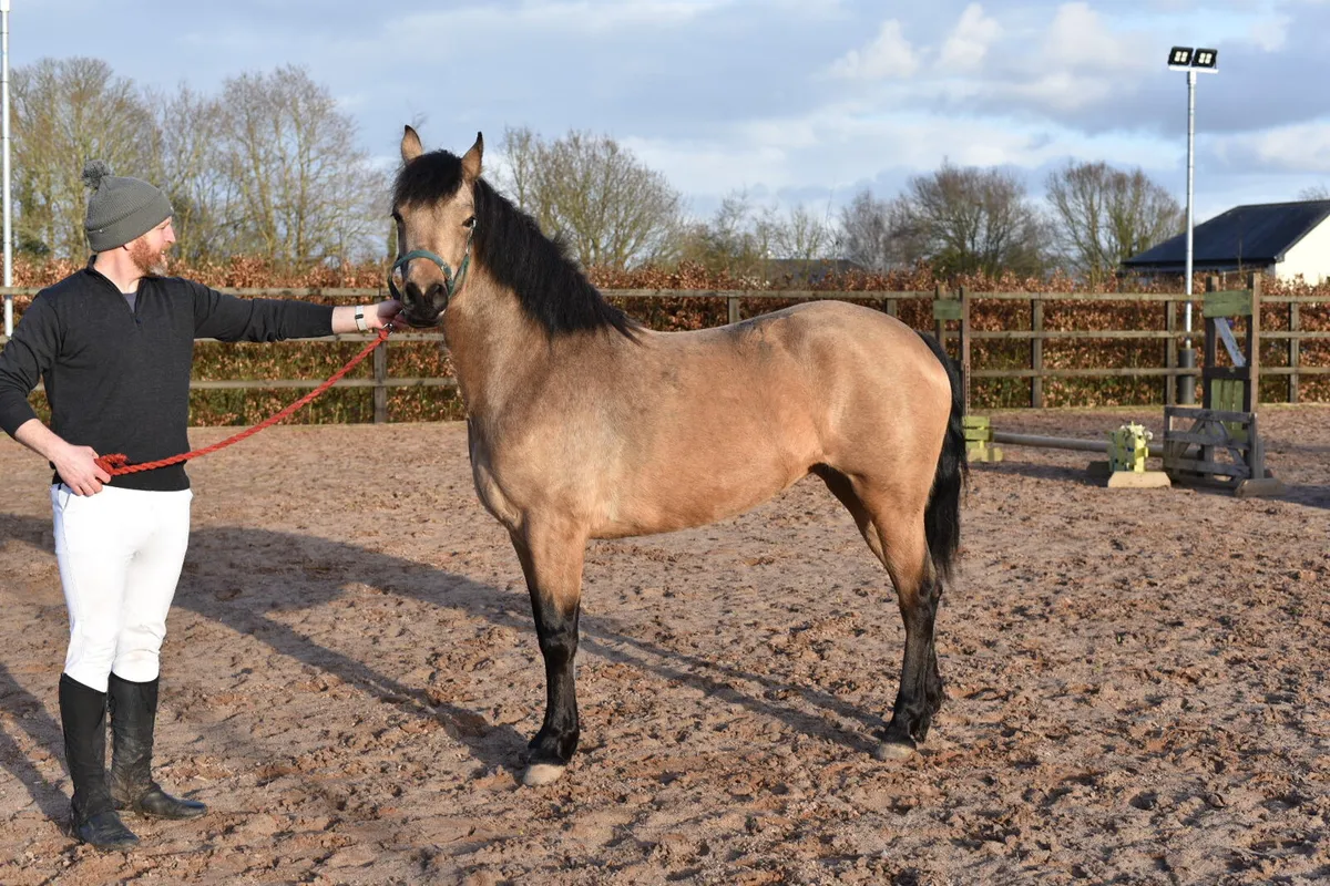 Dun Connemara Mare - Image 3