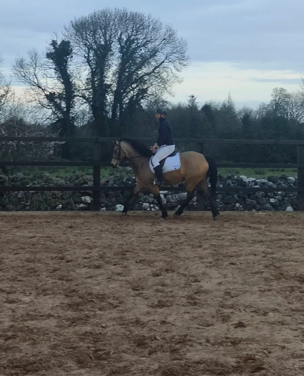 Dun Connemara Mare - Image 4