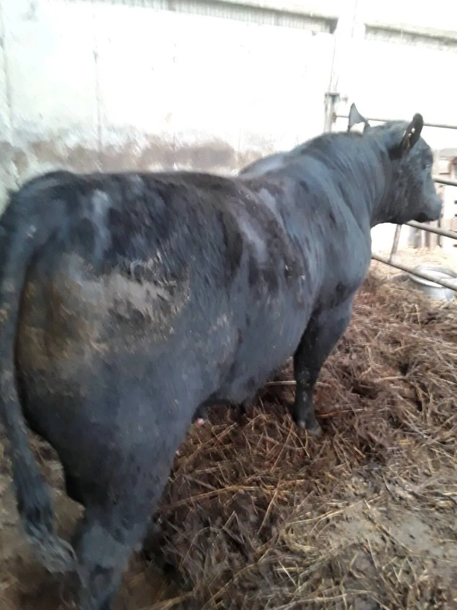 Pedigree Angus bulls - Image 1