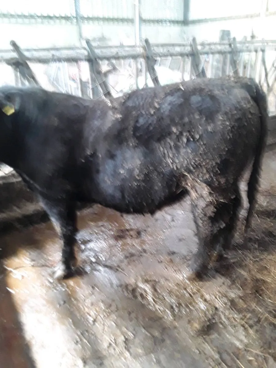 Pedigree Angus bulls - Image 2