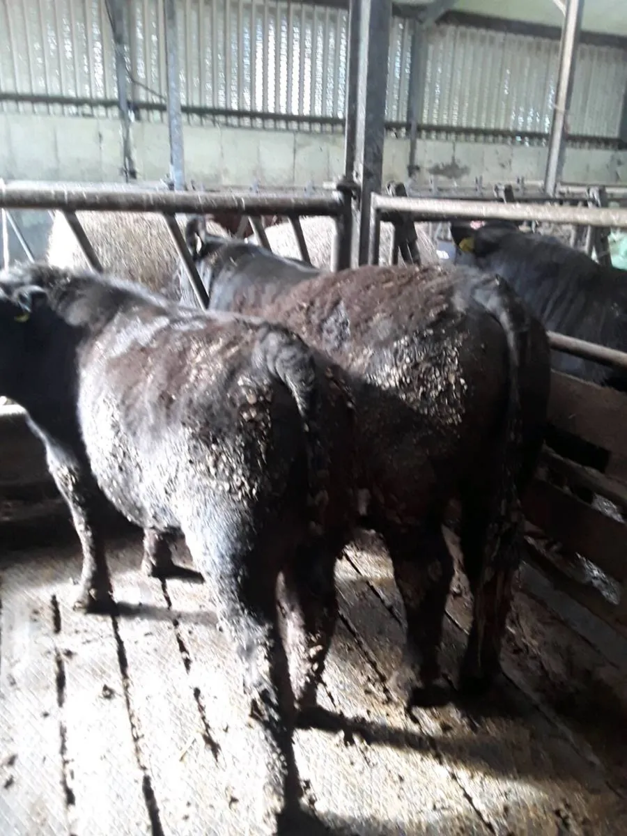 Pedigree Angus bulls - Image 3