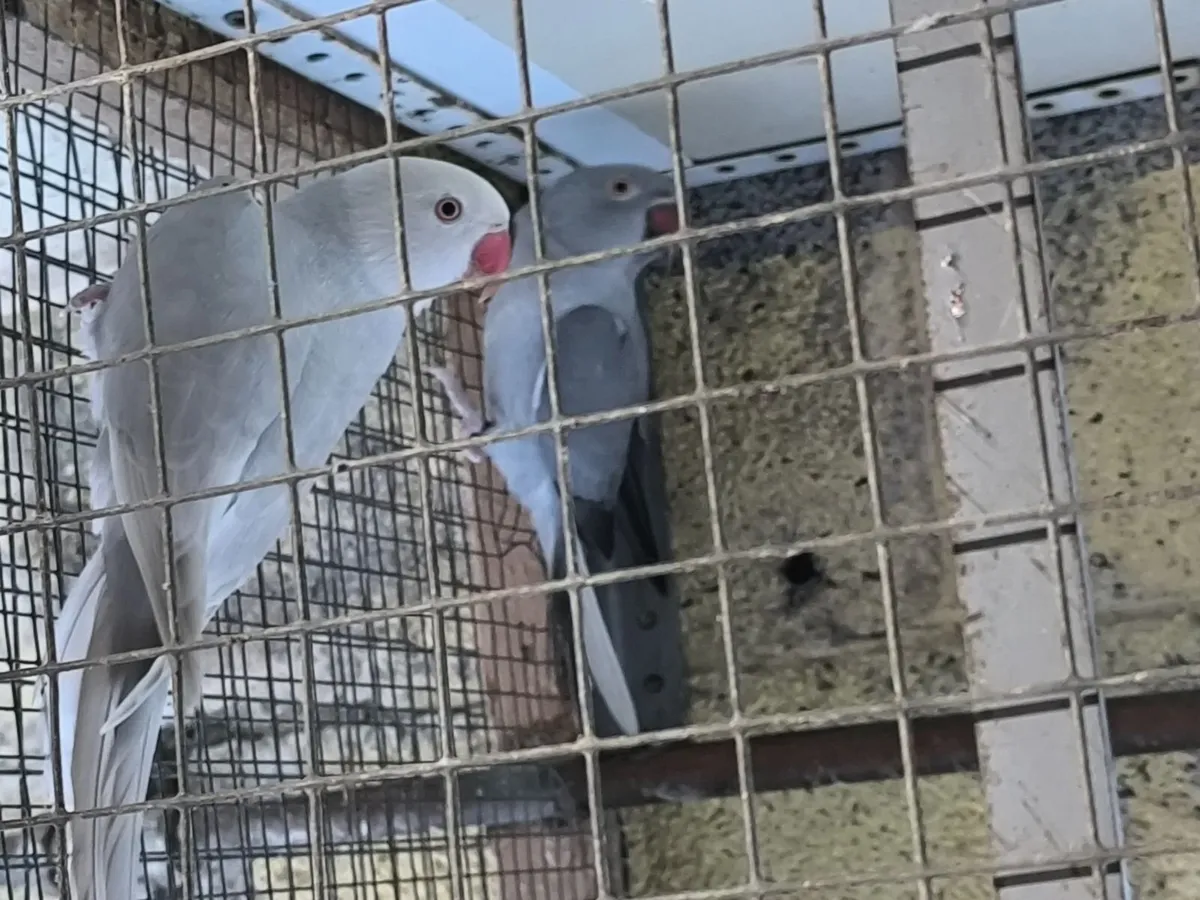 Ring neck Parakeets - Image 1