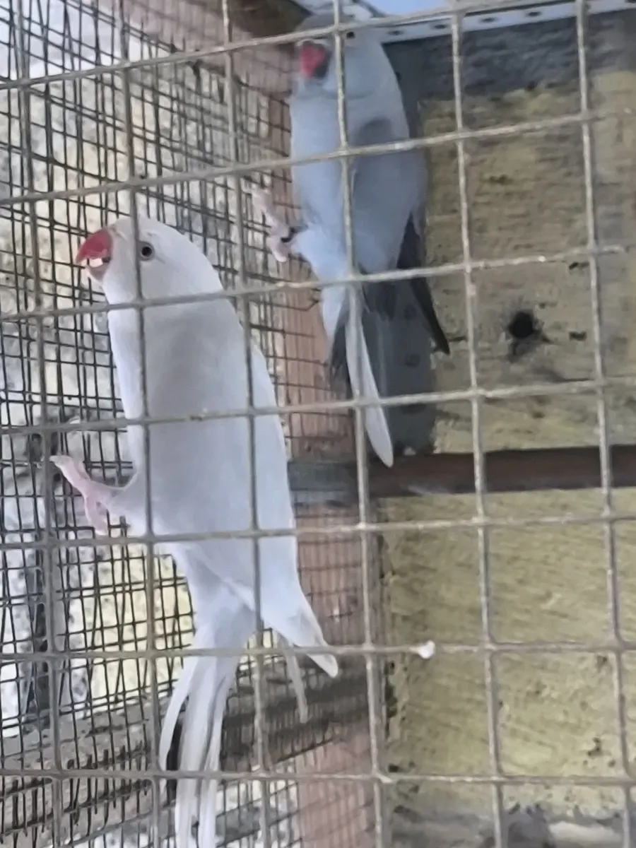 Ring neck Parakeets - Image 2