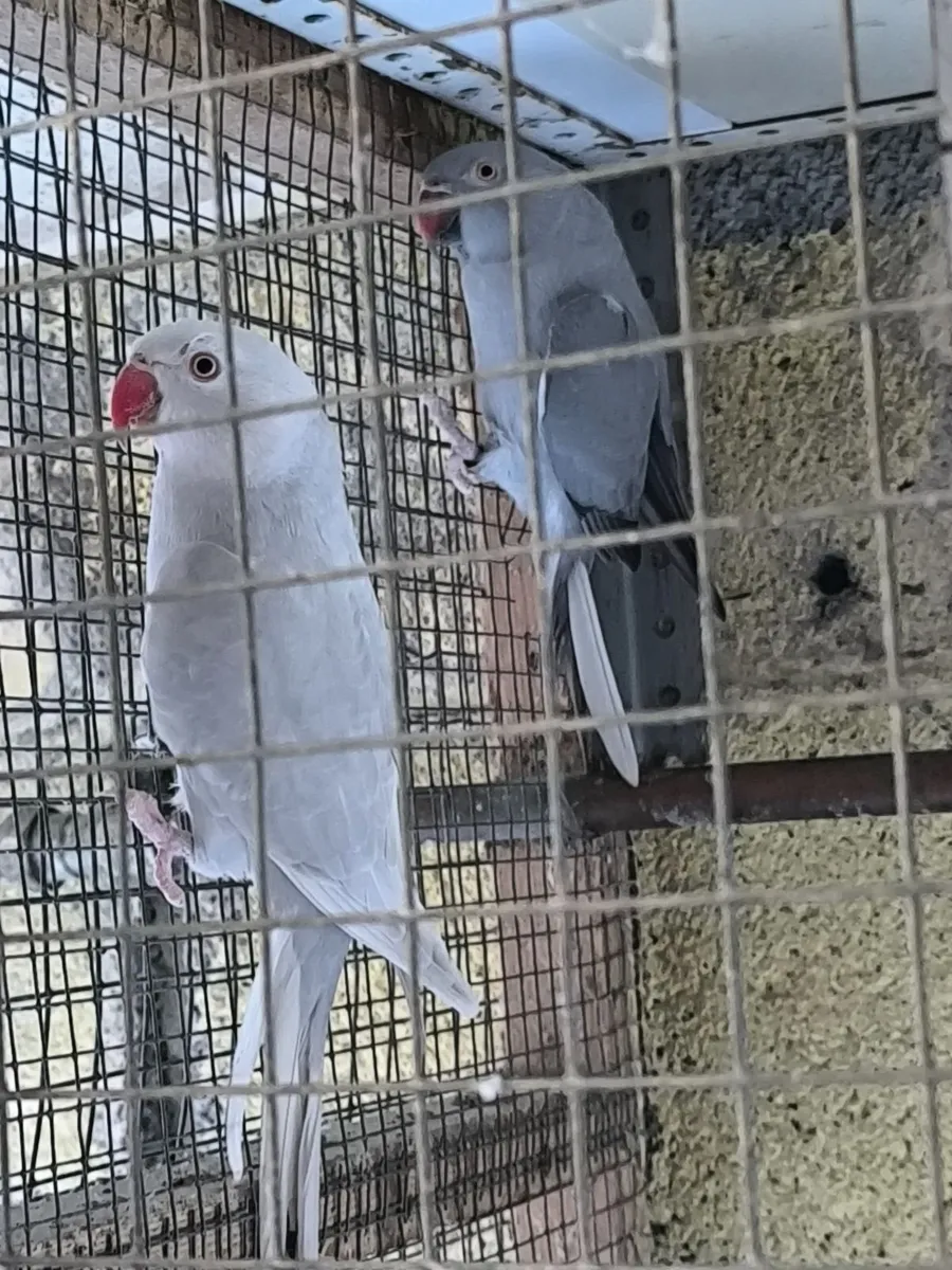 Ring neck Parakeets - Image 3