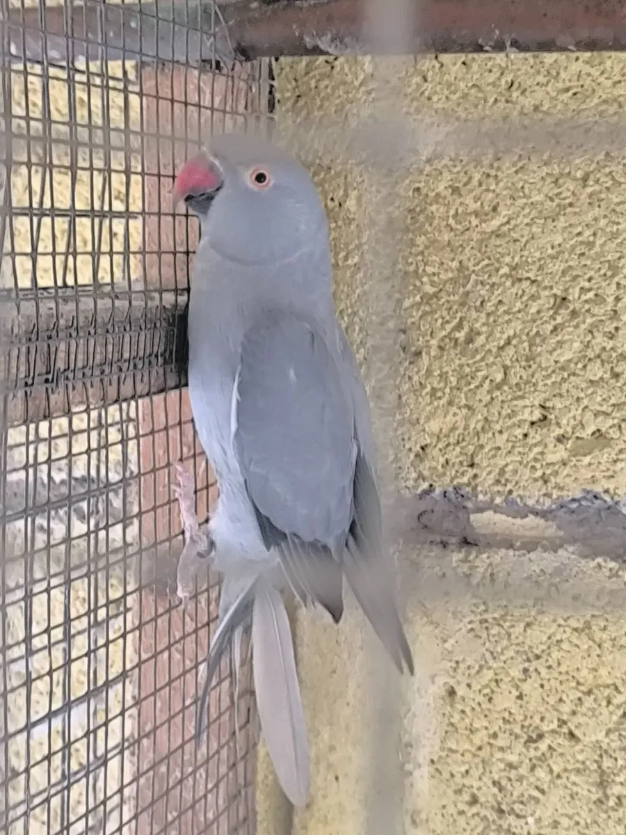 Ring neck Parakeets - Image 4